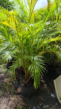 Arecas Palms 6- 7 feet Tall. Instant privacy