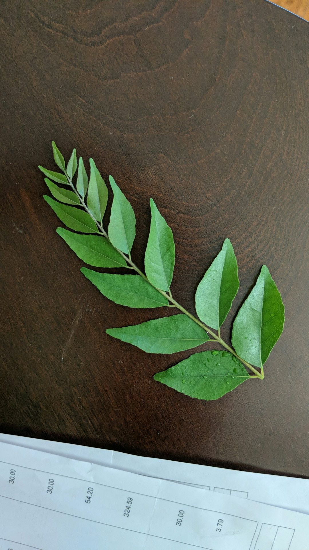 Freshly plucked curry plant leaves کڑھی پتا