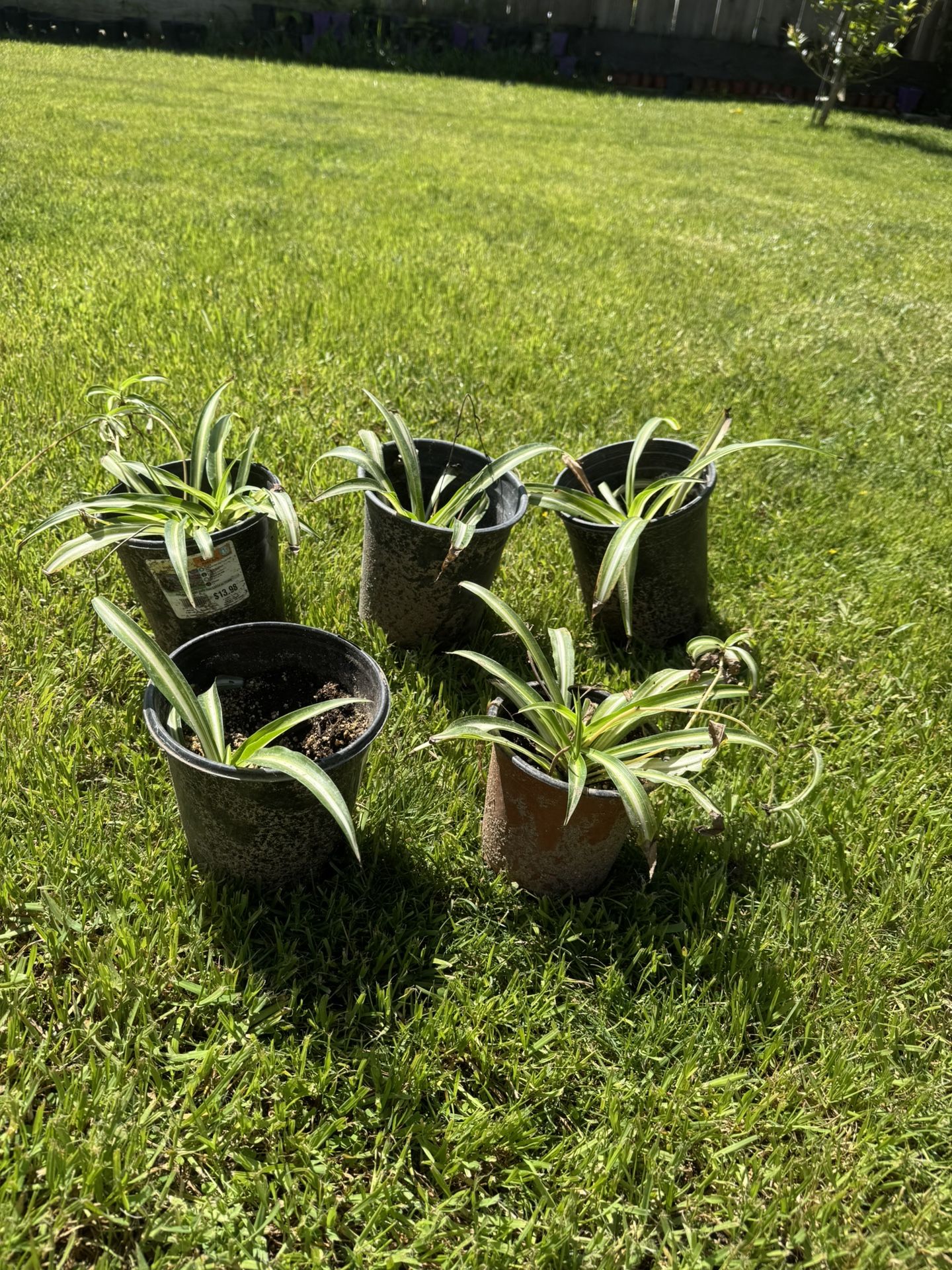 Spider Plant