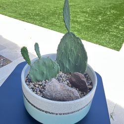 Prickly Pear Live Cactus In Ceramic Planter 