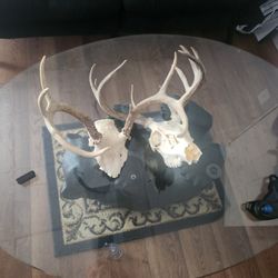 2 Deer Skull Mounts