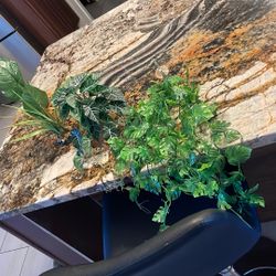 Terrarium Plants