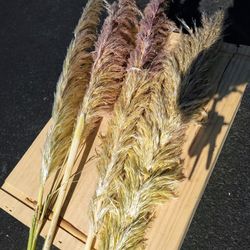 35 Beige fluffy pampas Grass