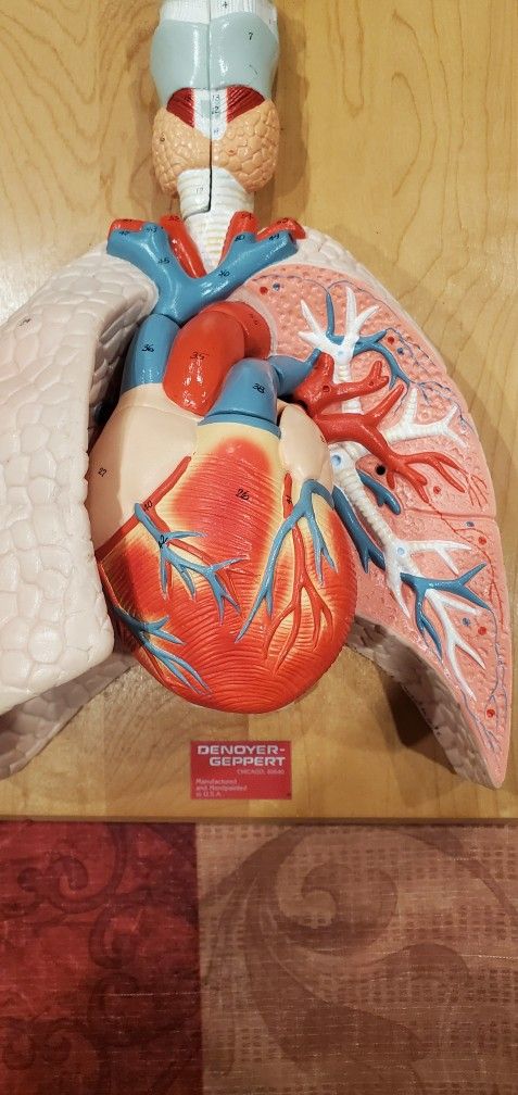 Denoyer Geppert Anatomical ModelCardiopulmonary Model