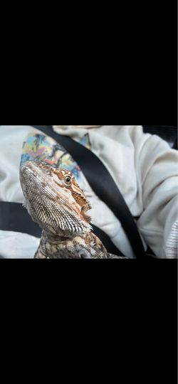 Tank Bearded dragon Tank