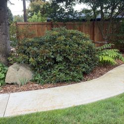 8’x8’ Mature Rhododendron Free