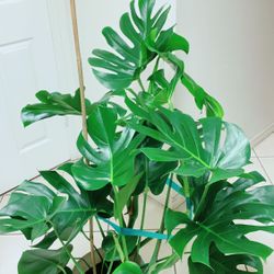 Beautiful Monstera Deliciosa Plants - Extremely Large Splitting Leaves - 4 Feet Wide - Indoor Plant  ( It Looks More Bigger In Person )