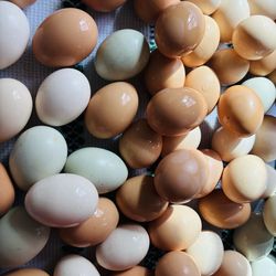 Huevos de rancho