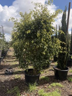 Ficus 