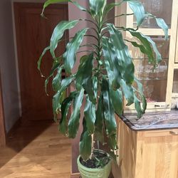 Planta 🌱 