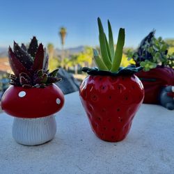 🍄 🍓 🔥 FUN 🤩 Mushroom, Strawberry Ceramic Planter W Succulents 🪴 