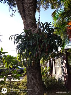 Staghorn Fern 