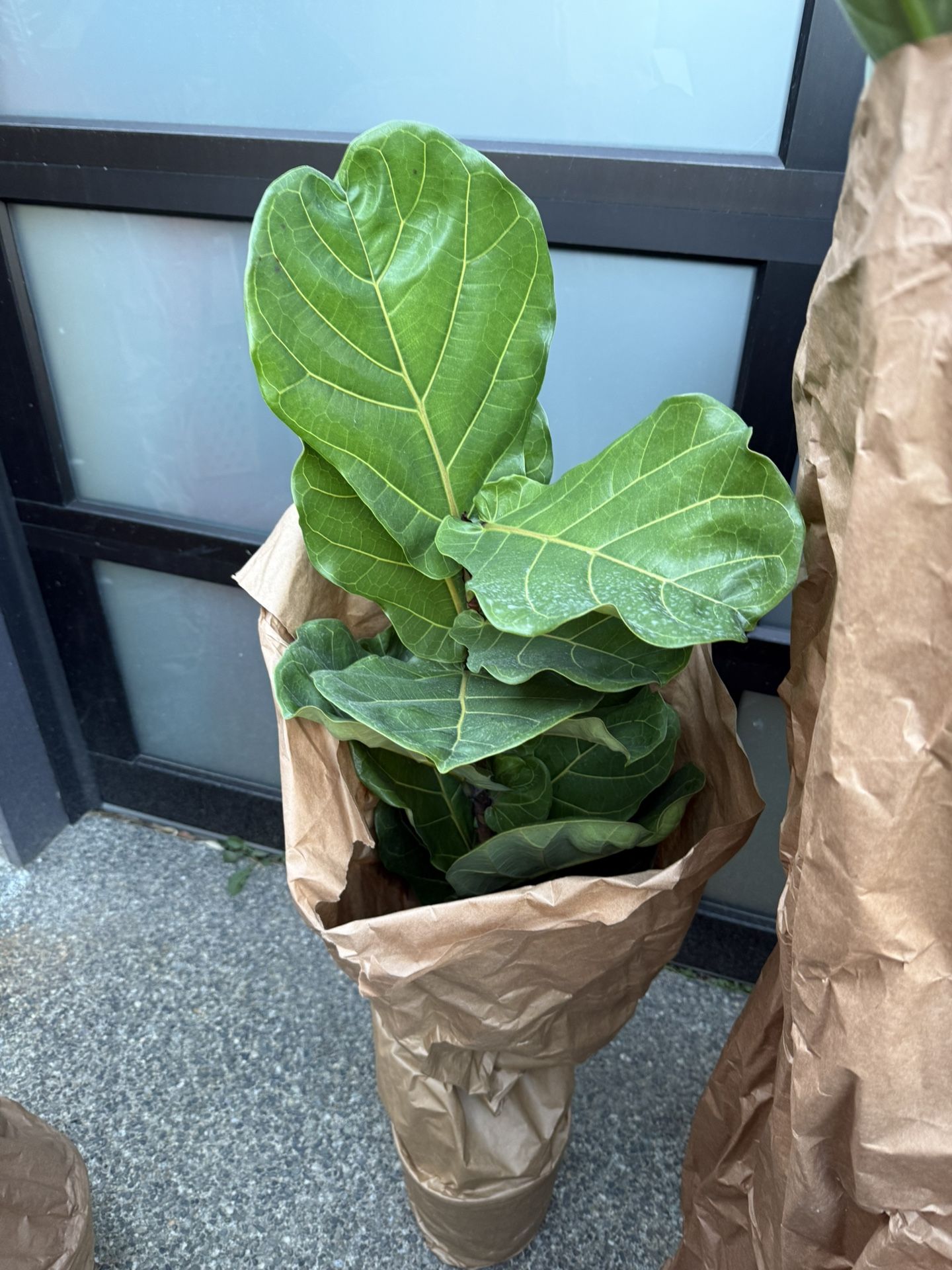 Ficus Lyrata Real Plant