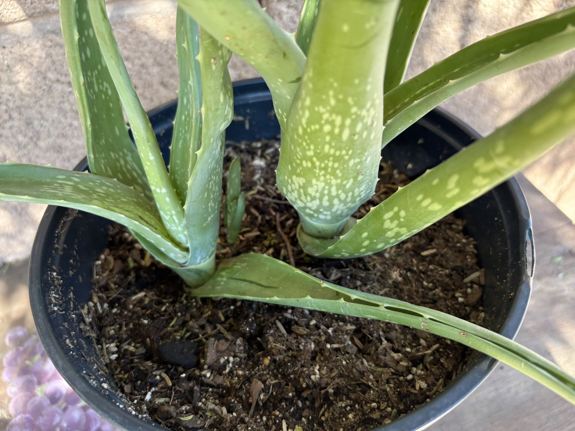 Aloe Vera Plant