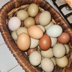 Fresh Farm Eggs Daily