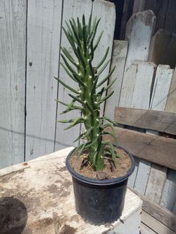 Large Potted Cactus Plant