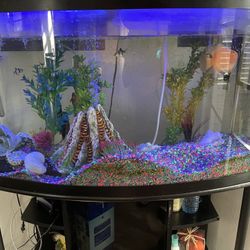 Fish & Tank 11 Fishes Included 