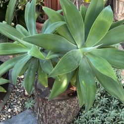 Agave Foxtail 