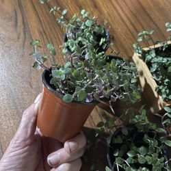 Turtle Plant