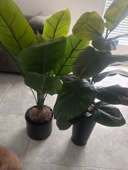 Plants