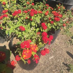 Lantana 
