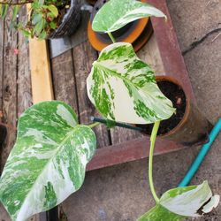 Monstera albo ( Japanese white Tiger)