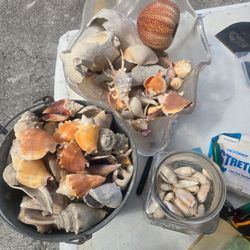 Mixed Seashell Collection Lot