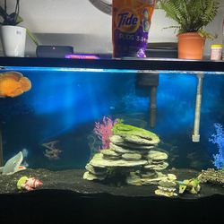55 Gallon Fish Tank With Stand  Thumbnail