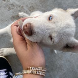 14k Plated Gold Bracelet 