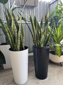 Sansiveria planta real $50 cada una