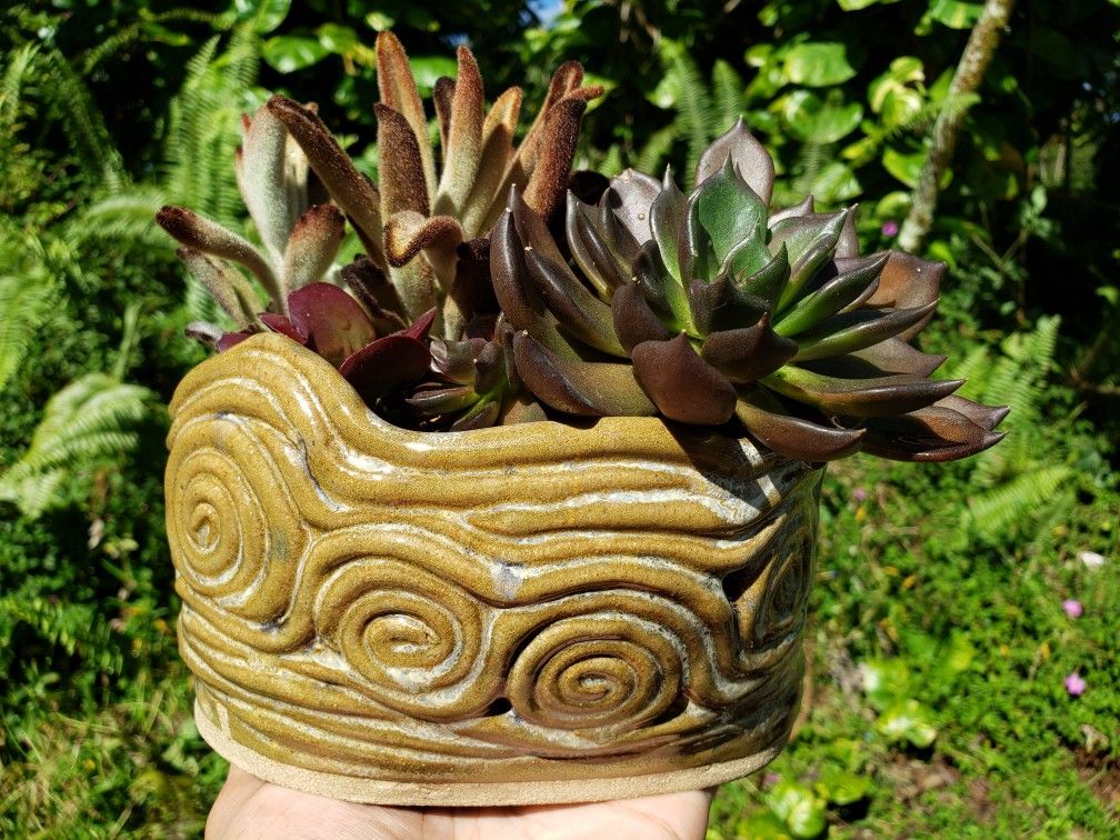 Succulents in ceramic planter