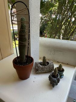 Platas cactus