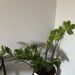 Plants