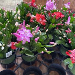 In And Out Dore Plants 