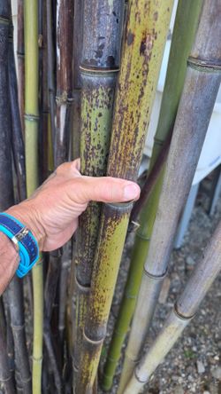 Bamboo sticks/logs