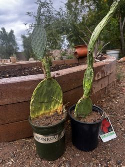 Nopales