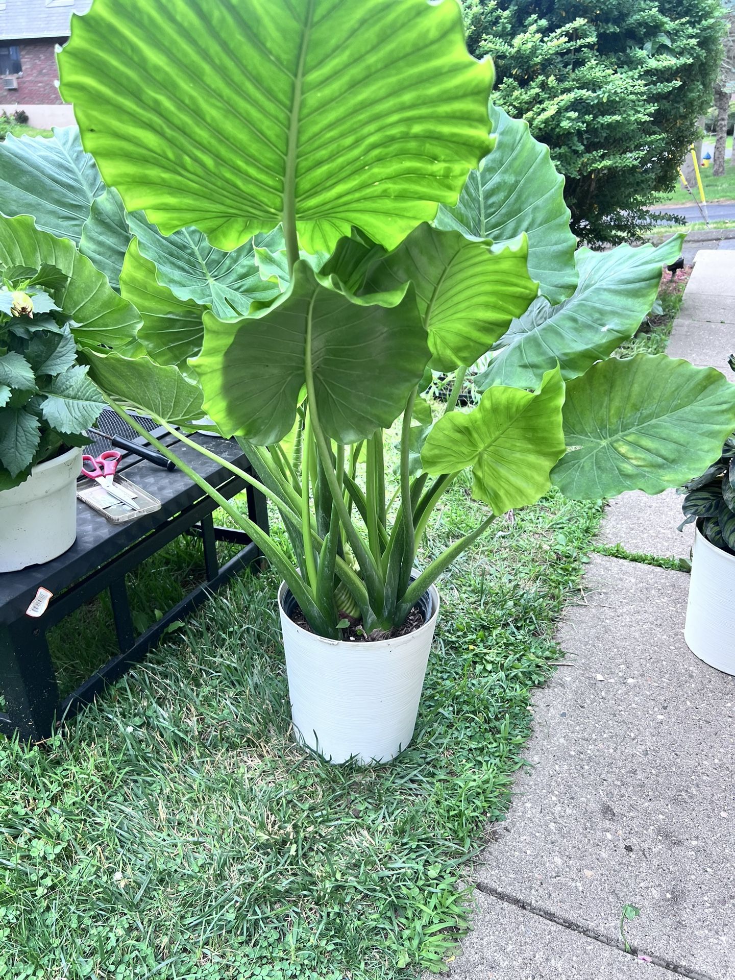Beautiful 10” Sizes Pots Elephant Ears Majestic Palms Snake And Dracaena Plants $40 Each
