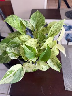 Small pothos plant