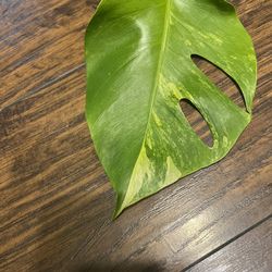 Monstera Aurea Plant Fully Rooted 