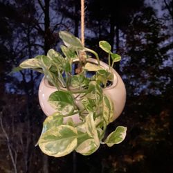 Modern White Ceramic Planter | Hanging Planter |Drainage | Convertible To Cache Pot | 7” Wide x 5.5” Tall | Allen + Roth