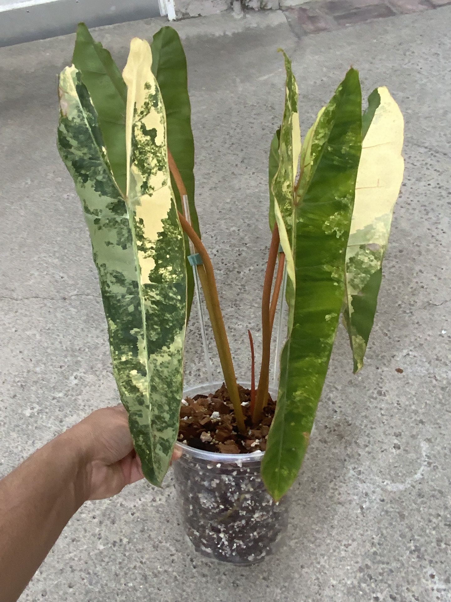 Philodendron Billietiae Variegated Top Cut Rooted