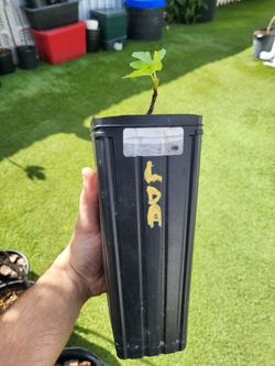 LDA Fig