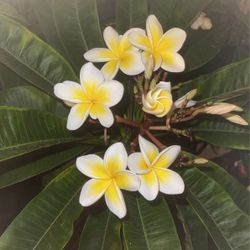 Plumerias Color Amarillo Yellow 