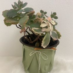 Plant Lavender Scallop 5” Succulent 