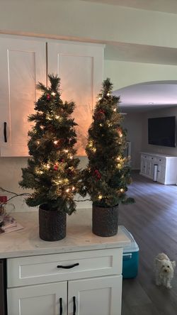 Set of 2 Potted Christmas Trees with Lights