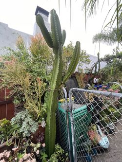 Euphorbia Candelabra Cactus 8.5ft Tall