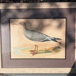 Rare Vintage Chromolithograph of a Heuglin's Herring Gull by the Victorian naturalist Francis Orpen Morris