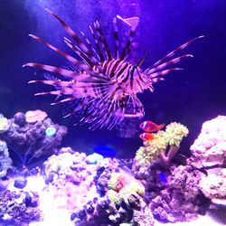 BIG Volitan Lionfish