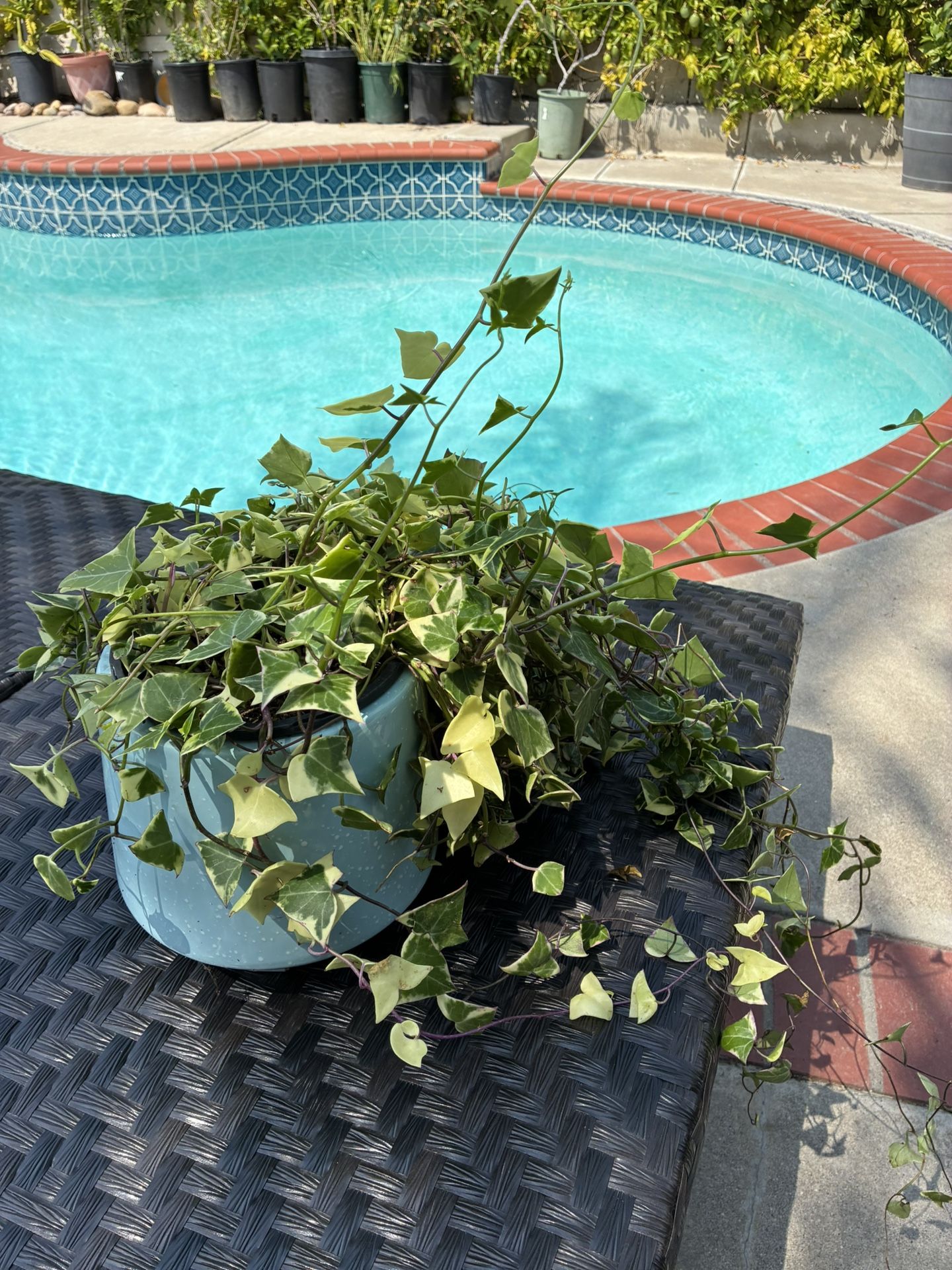 Variegated Ivy In Blue Ceramic Pot