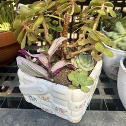 Succulent Basket 